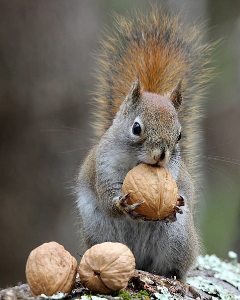 Photo of Nuts For Squirrels