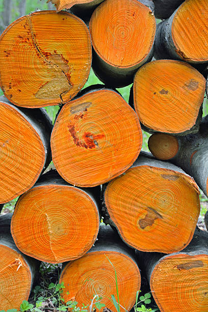 A close up of the pile of alder logs.