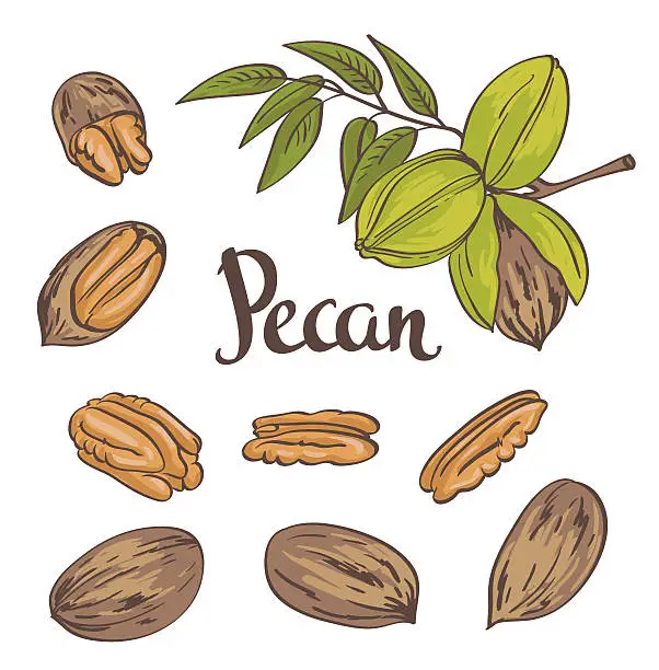 Vector illustration of Pecan nuts isolated on a white background. Vector illustration.