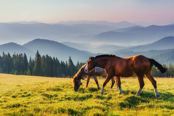 istock Horse pasture in the mountains. 517990948