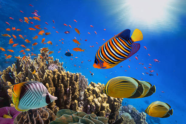istock Coral Reef and Tropical Fish in Sunlight 517991138