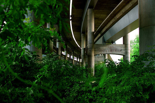 pendiente puente con vegetación frondosa vegetación - bridge incomplete nowhere construction fotografías e imágenes de stock