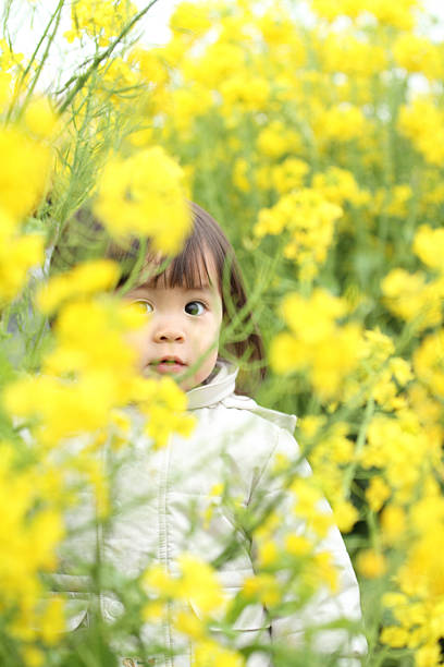 japonés (bebé niña de 1 año de edad) y amarillo campo de mostaza - mustard plant mustard field clear sky sky fotografías e imágenes de stock