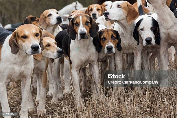 Pack Of Hunting Hounds Stock Photo - Download Image Now - Hunting Dog, Herd, Dog