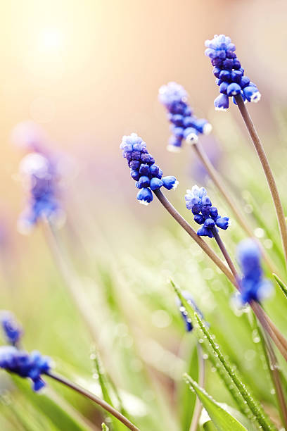 istock The blue blossoming muskari in dew drops 517992020