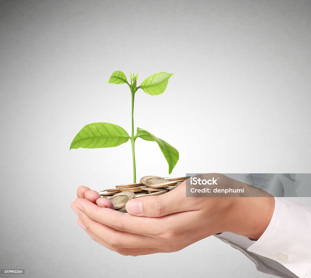 Concept of money plant growing from coins Concept of money plant growing from coins in hand Coin Stock Photo