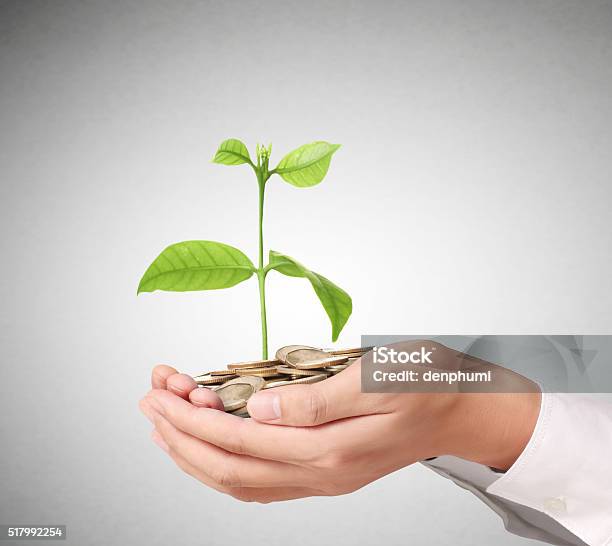 Concept Of Money Plant Growing From Coins Stock Photo - Download Image Now - Coin, Finance, Finance and Economy
