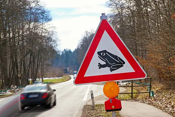 Red and white triangular road sign with a Frog or Toad Crossing Ahead, In background a driving car on a street