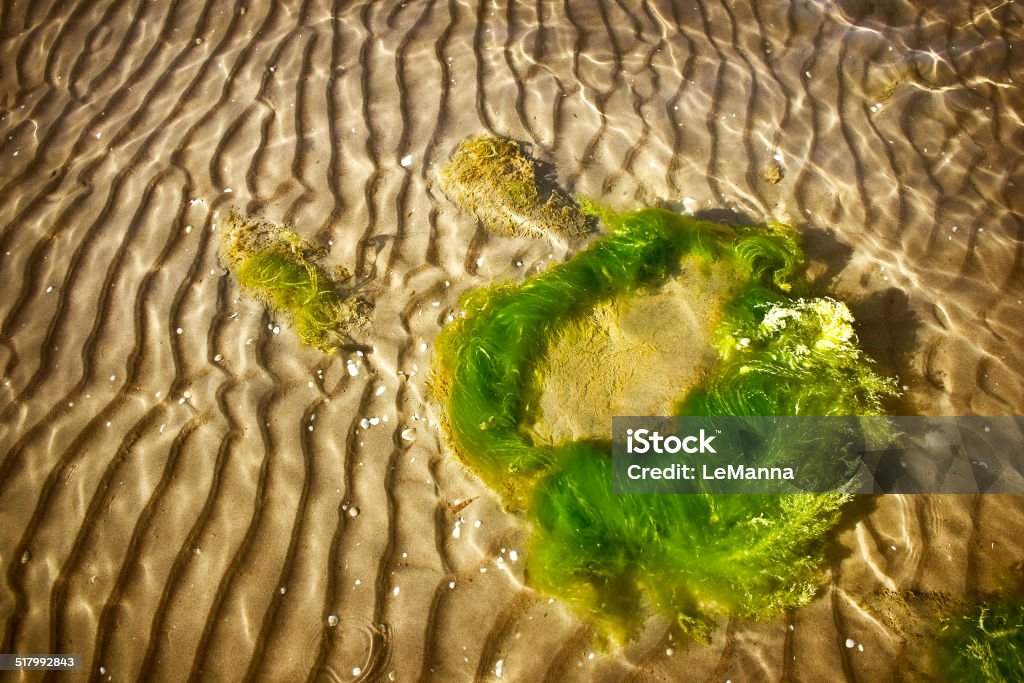 Sea bottom texture Sand and stone on the bottom Algae Stock Photo