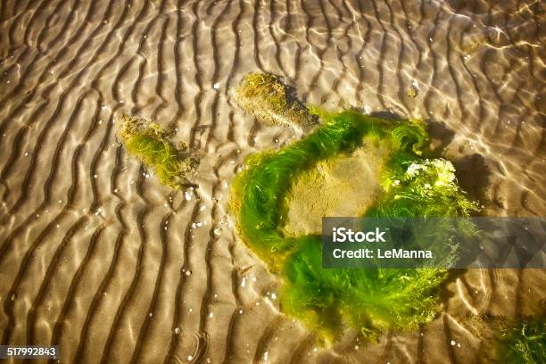 Sea Bottom Texture Stock Photo - Download Image Now - Algae, Backgrounds, Baltic Countries