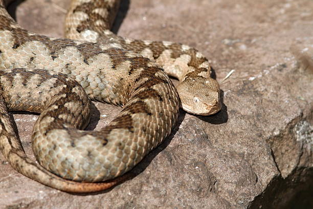 istock big ammodytes female 517993125