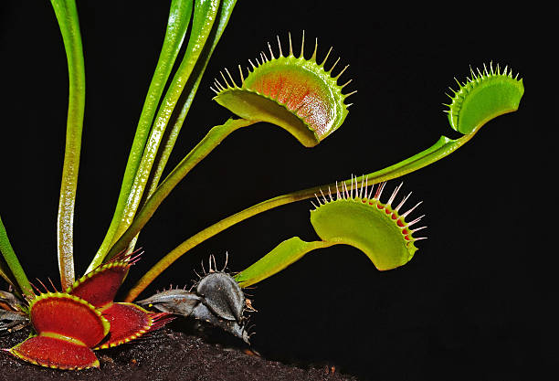 istock closeup of venus fly trap 517993212