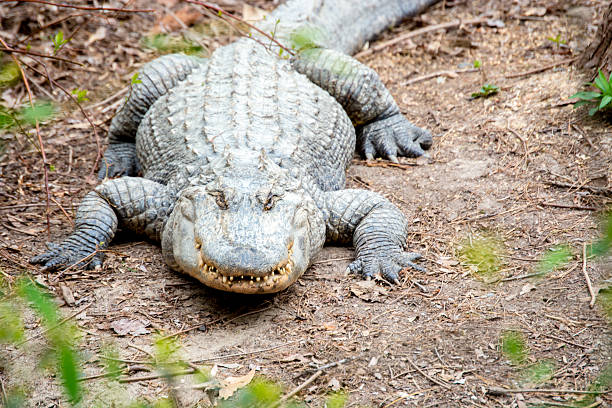 istock Crocodile lazy day waiting on food 517993688