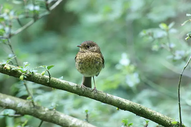 Photo of Brown Bird on Branch