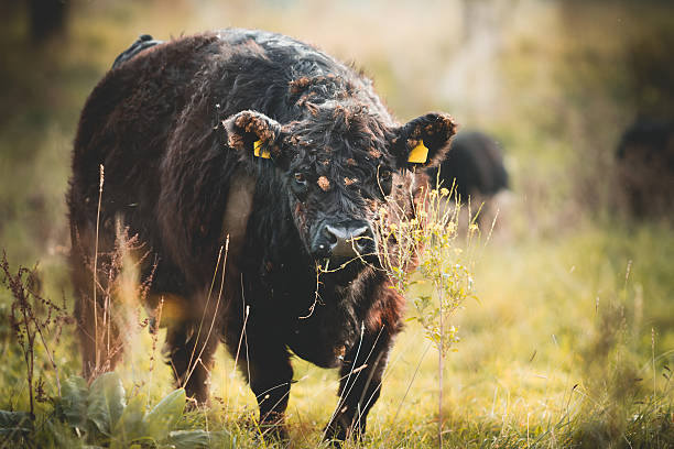 vacca di galloway - young animal agriculture galloway highland cattle foto e immagini stock