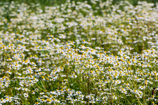 alemão no campo de flores de camomila - german chamomile chamomile plant smelling flower - fotografias e filmes do acervo