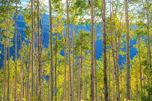 Green Yellow Aspen Trees Scenery near Aspen, Colorado, United States. Autumn in the Colorado.