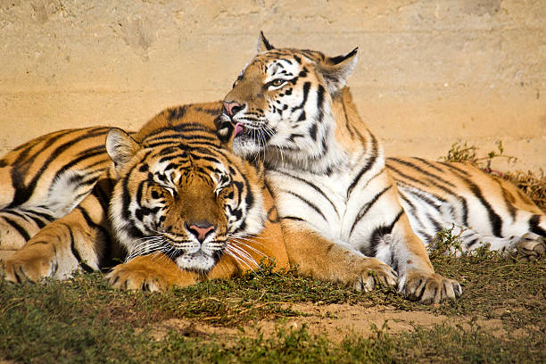 istock Tiger and tigress 517994965