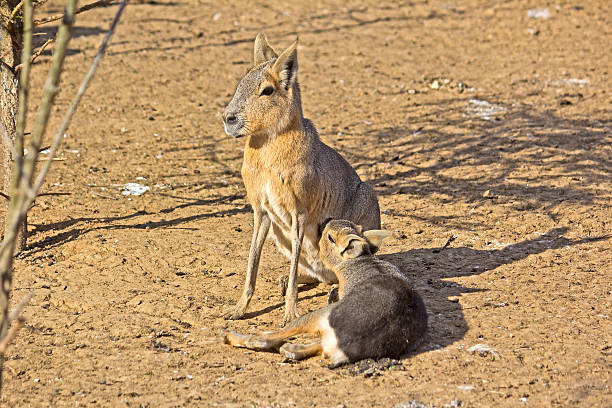 istock Female mara and her cub 517994967