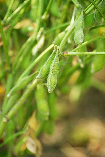 istock Soybean growth in farmland 517995293
