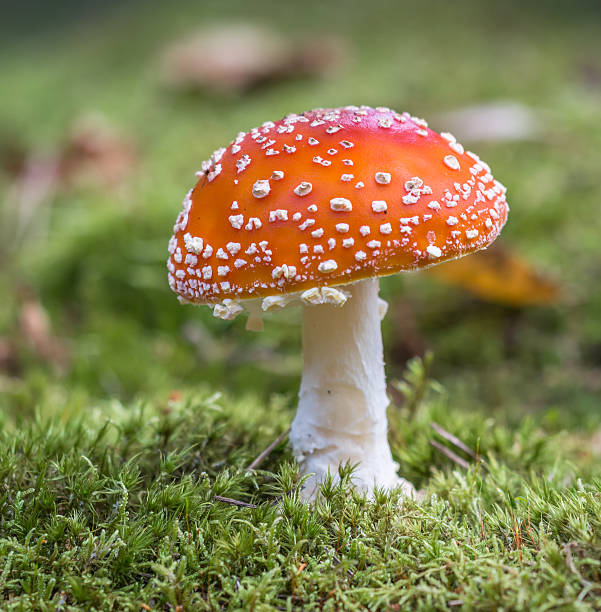 istock Amanita muscaria 517995363
