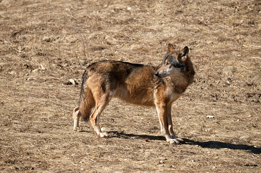 A grey wolf resting in the forest