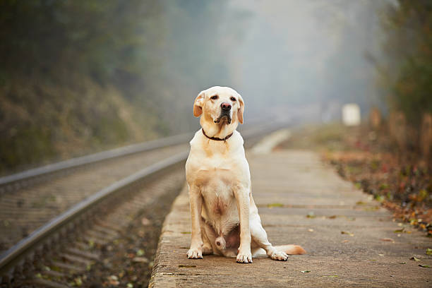 istock Dog on the railway platform 517995971