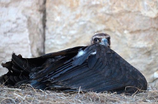 Cinereous vulture of european alps