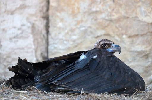 Cinereous vulture of european alps