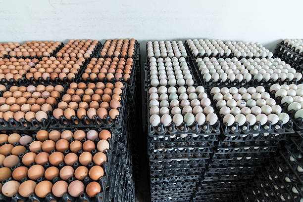istock Eggs preserved in panel wholesale market 517996189