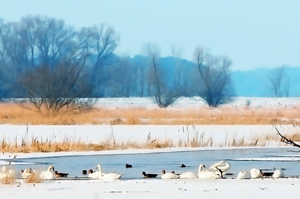 winter at Havel river landscape with willow tree ice and snow (Brandenburg, Germany) and swan resting. ORIGINAL IMAGE TAKEN BY ME AND ADDED PAINTERLY EFFECT