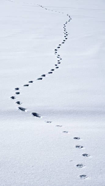 istock Animal tracks prints in the snow 517996582