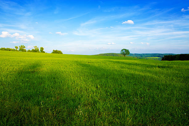 istock Summer landscape with green grass and blue sky. 517997426