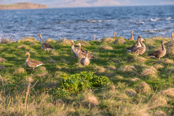 Evening view of wild geese. stock photo