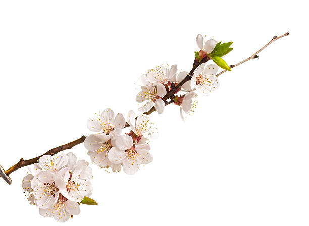 istock apricot blossom brunch 517998552