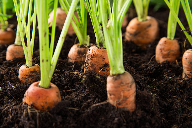 istock carrots in the garden 517998573