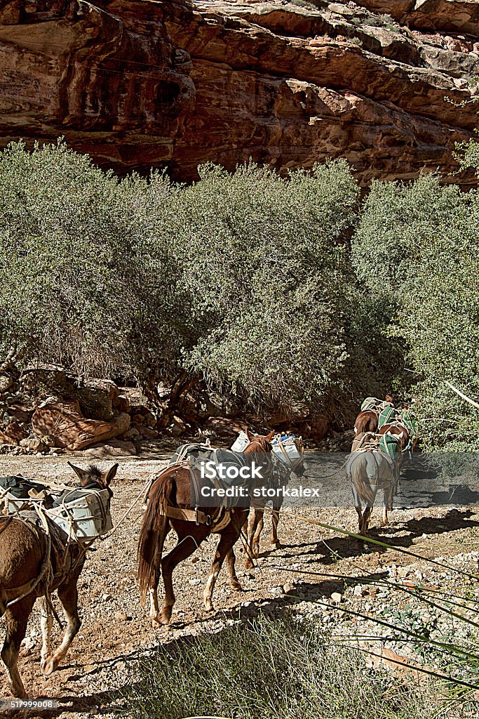 Pony Express A team of pack horses delivering mail to Supai, Arizona on the Havasupai Indian Reservation Mule Stock Photo