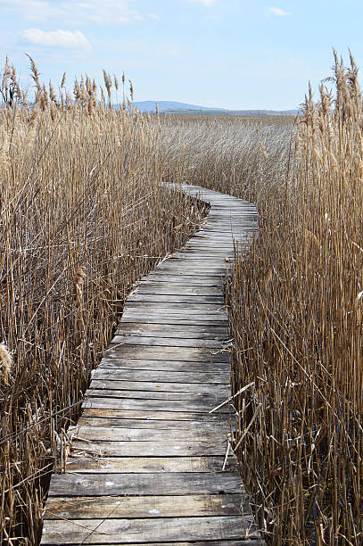 istock Boardwalk in swamp with reeds 517999184
