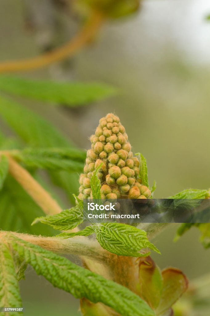 young chestnut tree young chestnut tree in detail Botany Stock Photo
