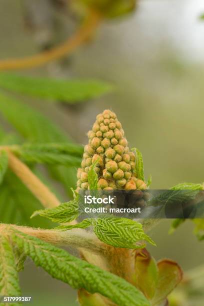 Young Chestnut Tree Stock Photo - Download Image Now - Botany, Chestnut - Food, Chestnut Tree