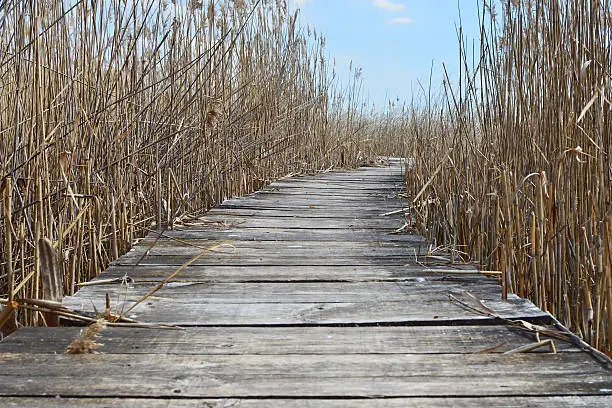 Photo of Boardwalk in wetland with reeds