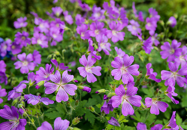 istock Lilac flowering woodland cranesbill 518000211
