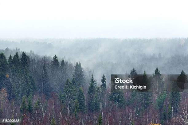 Winter Forest Park Branch Stock Photo - Download Image Now - Beauty, Beauty In Nature, Branch - Plant Part