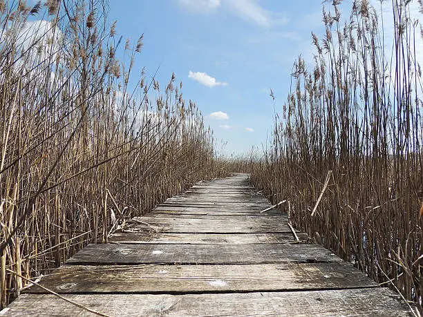 Photo of Boardwalk in wetland