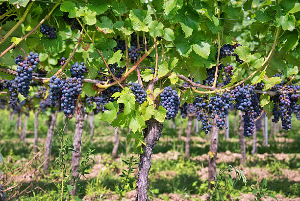 istock Close up on red black grapes in a vineyard 518000545