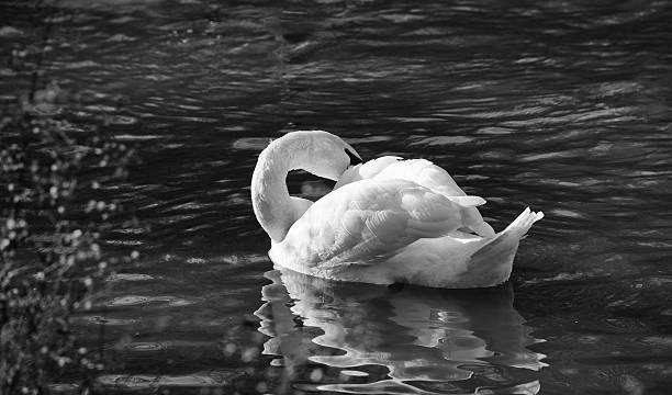 istock Beautiful Swan in Black and White 518001850