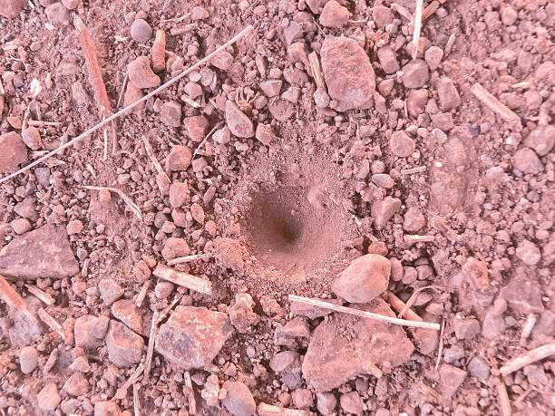 funil de formiga-leão, myrmeleon formicarius, myrmeleontidae - formicarius imagens e fotografias de stock