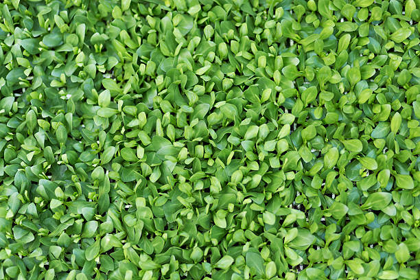 istock Green sprouts in a greenhouse. Abstract background 518002332