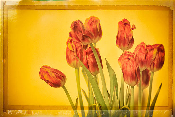 istock Antique Image of Red Tulips on Yellow Background 518002682