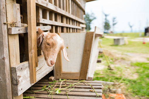 A goat raised for a food source in Okinawa, Japan